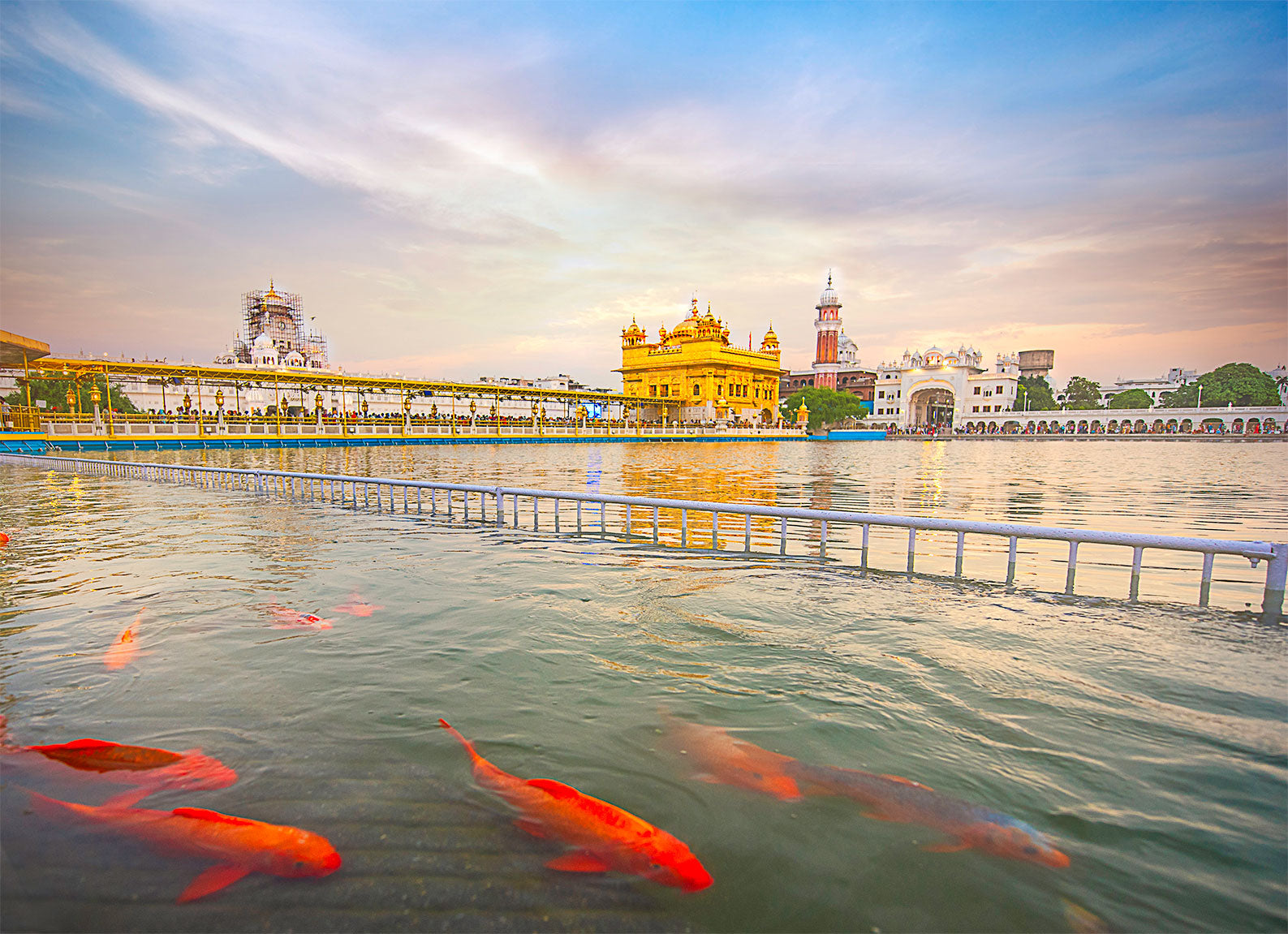 Koi Fish of Golden Temple