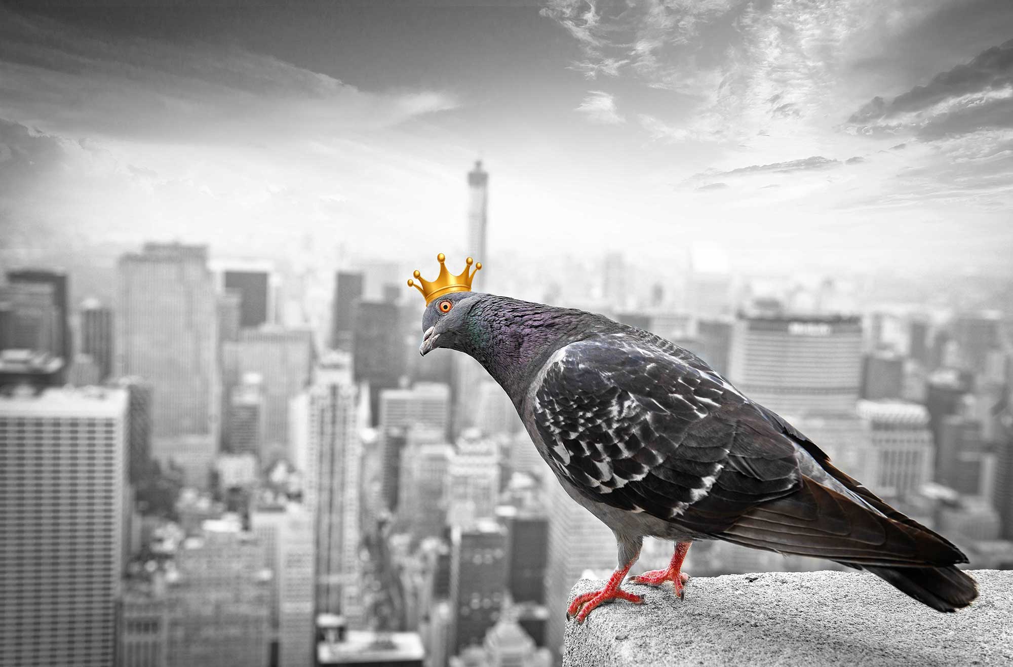 True King of New York