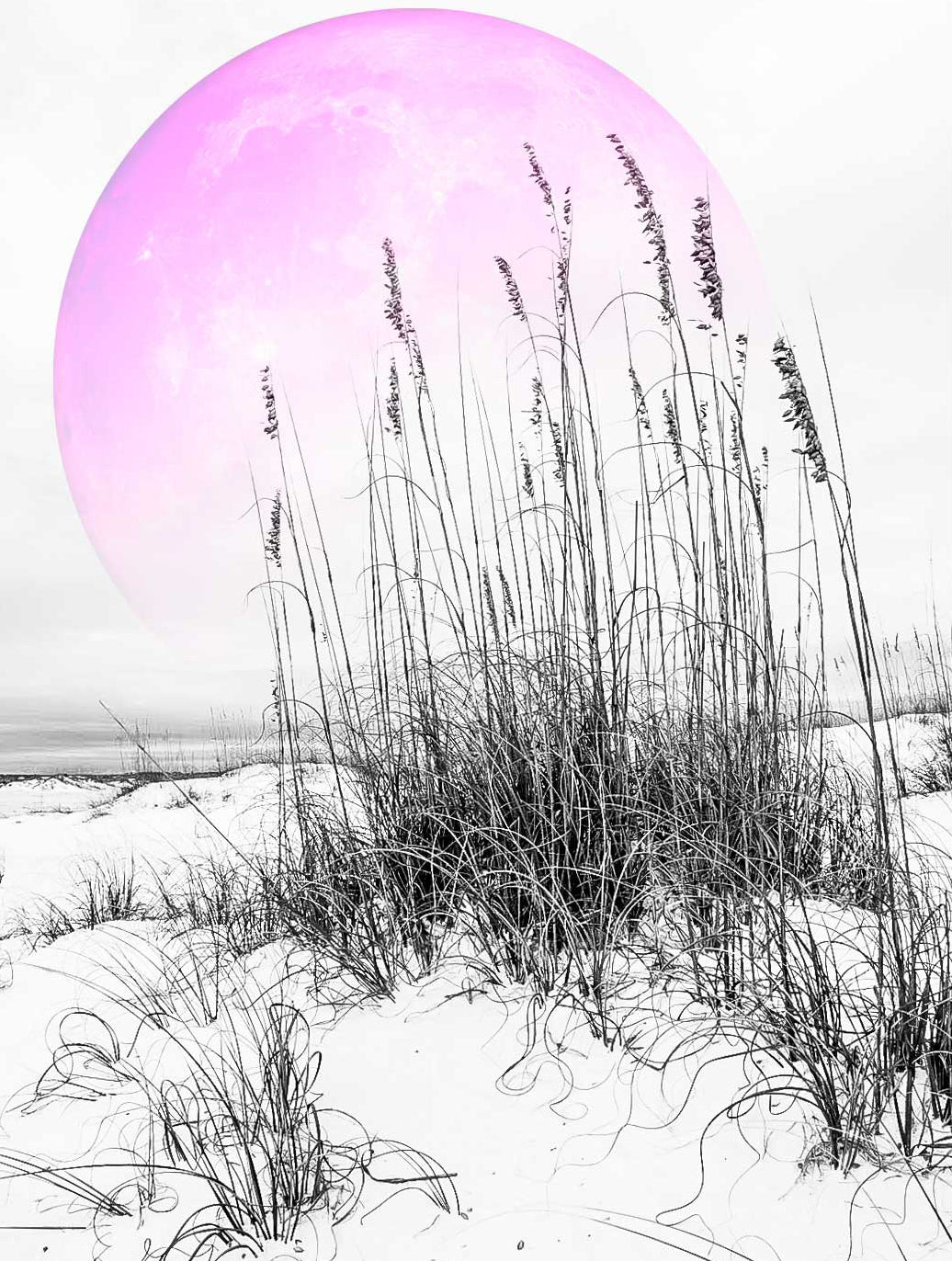 Pink Moon Series - Sea Oats