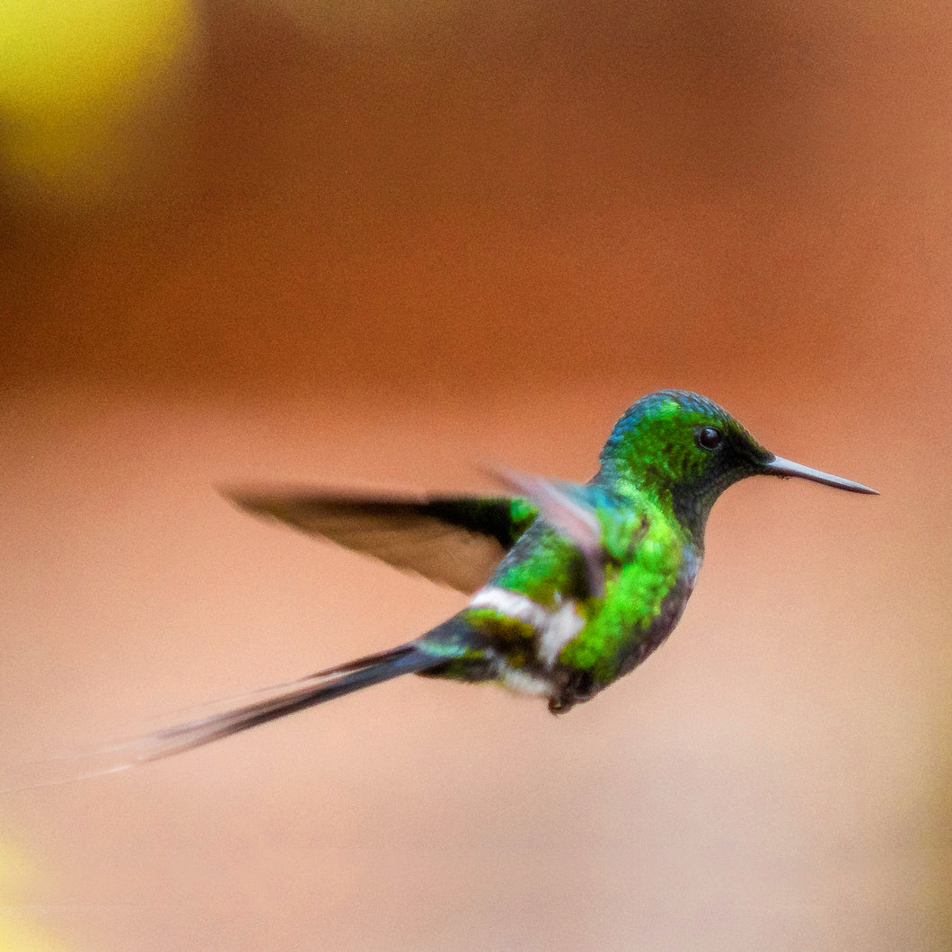 Humming Birds, Costa Rica