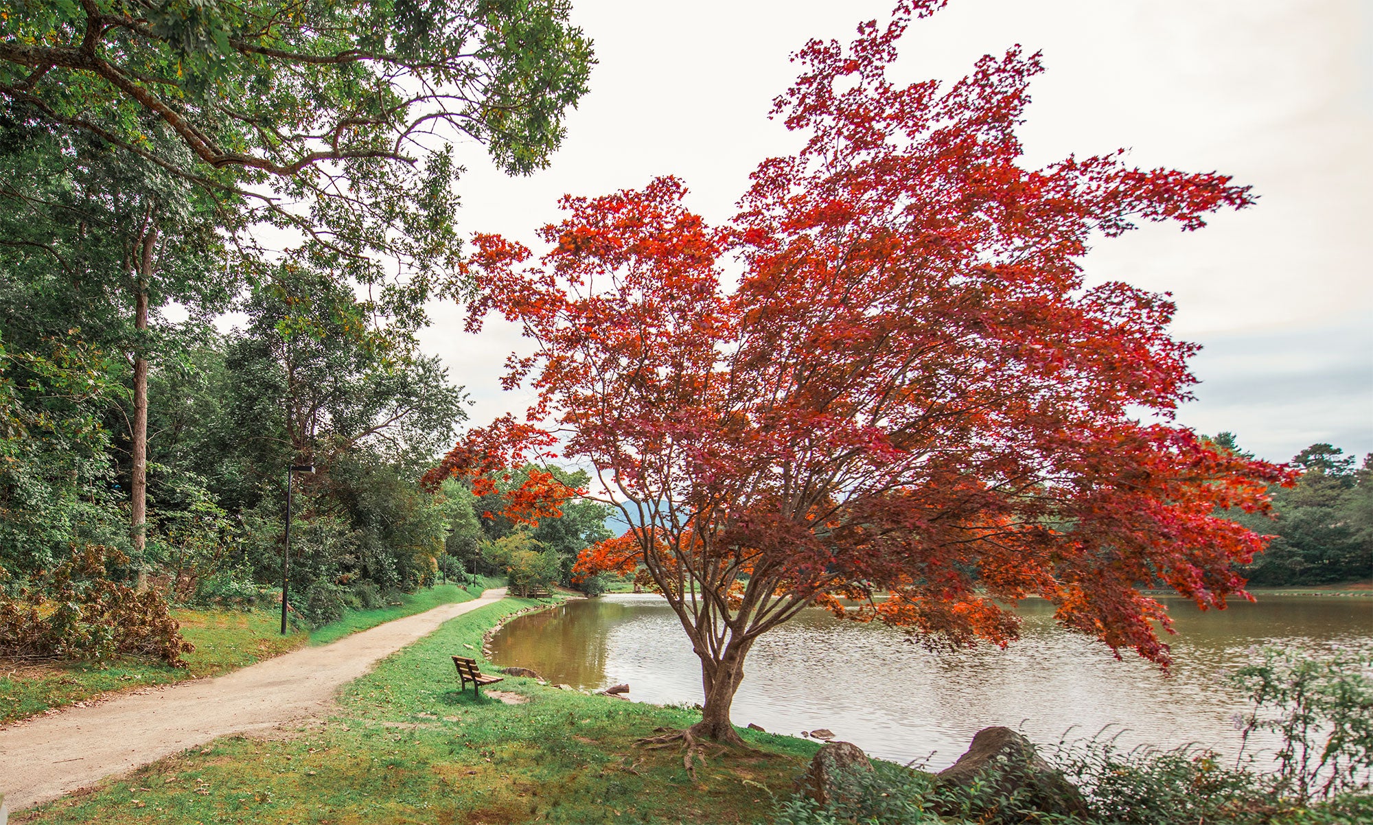 Red Tree